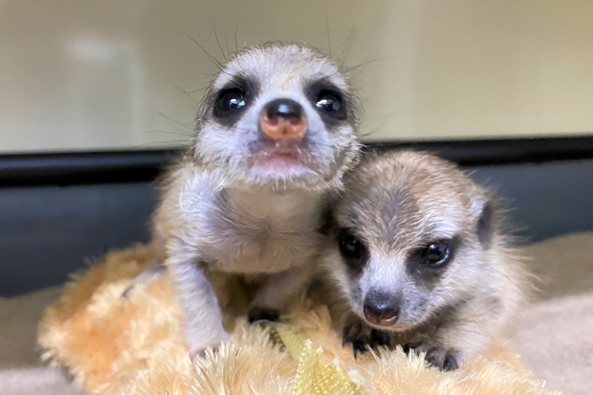 20220322_伊豆シャボテン動物公園