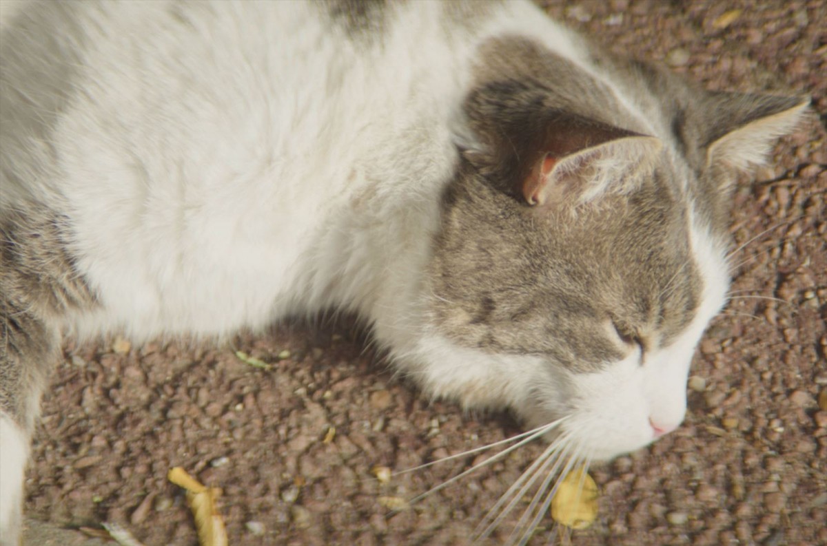 意味深に現れるナゾの猫――『地下室のヘンな穴』本編映像初解禁