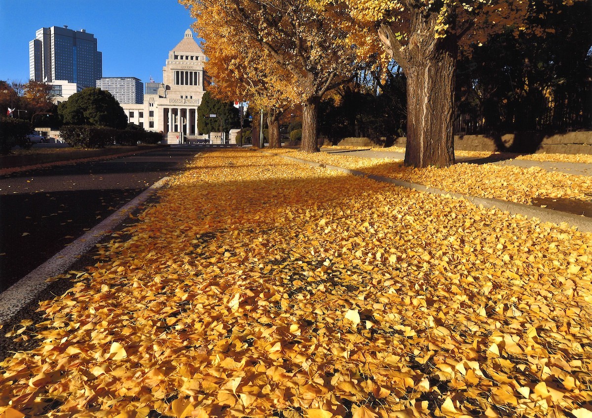 千代田区の「秋の紅葉スポット」6選