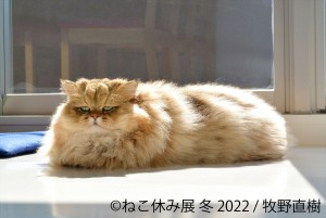 20220127_ねこ休み展 冬 2022