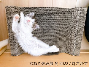 20220127_ねこ休み展 冬 2022