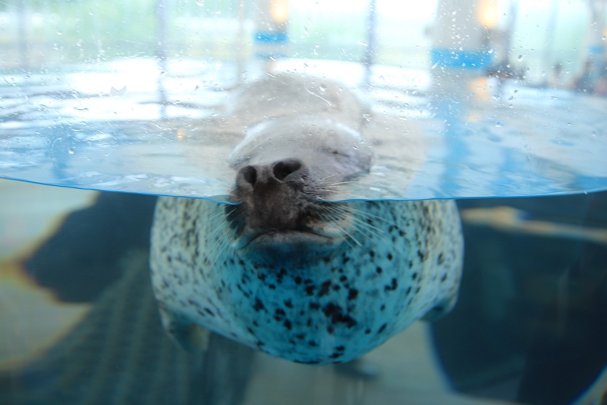 京都水族館「夜のすいぞくかん」4．2から開催！