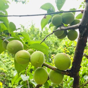 「ファーストキッチン」×「カリカリ梅」コラボ！