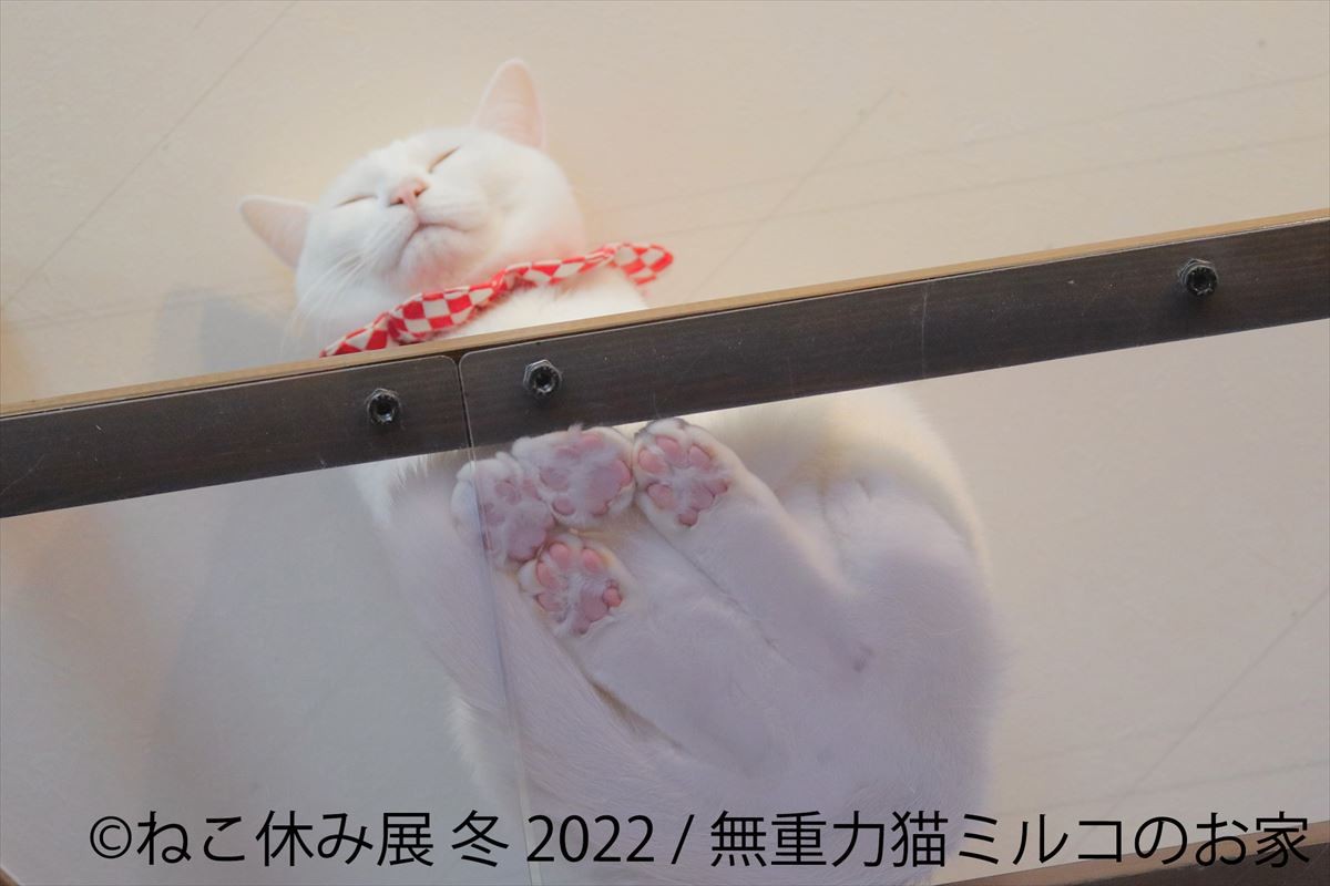 20220127_ねこ休み展 冬 2022