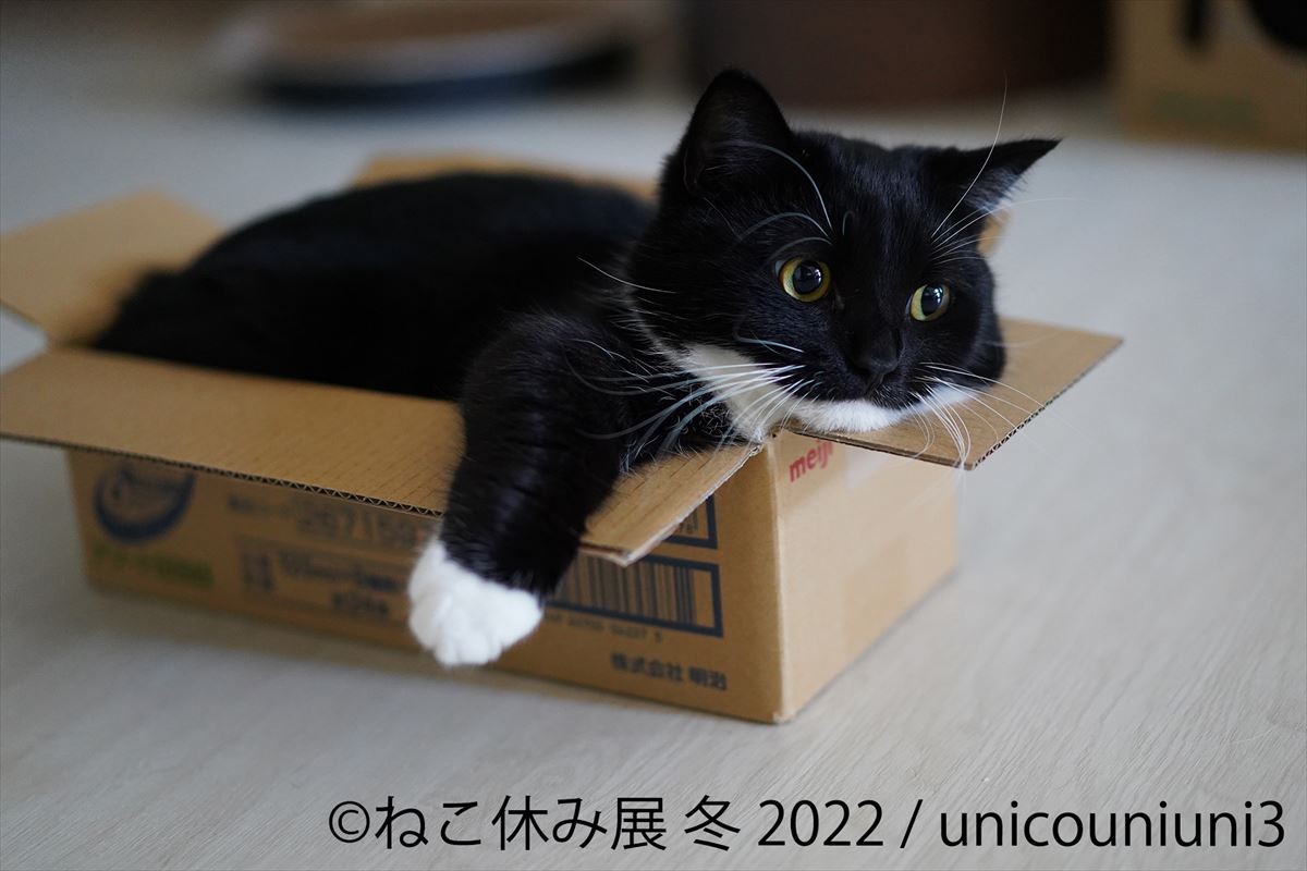 20220127_ねこ休み展 冬 2022