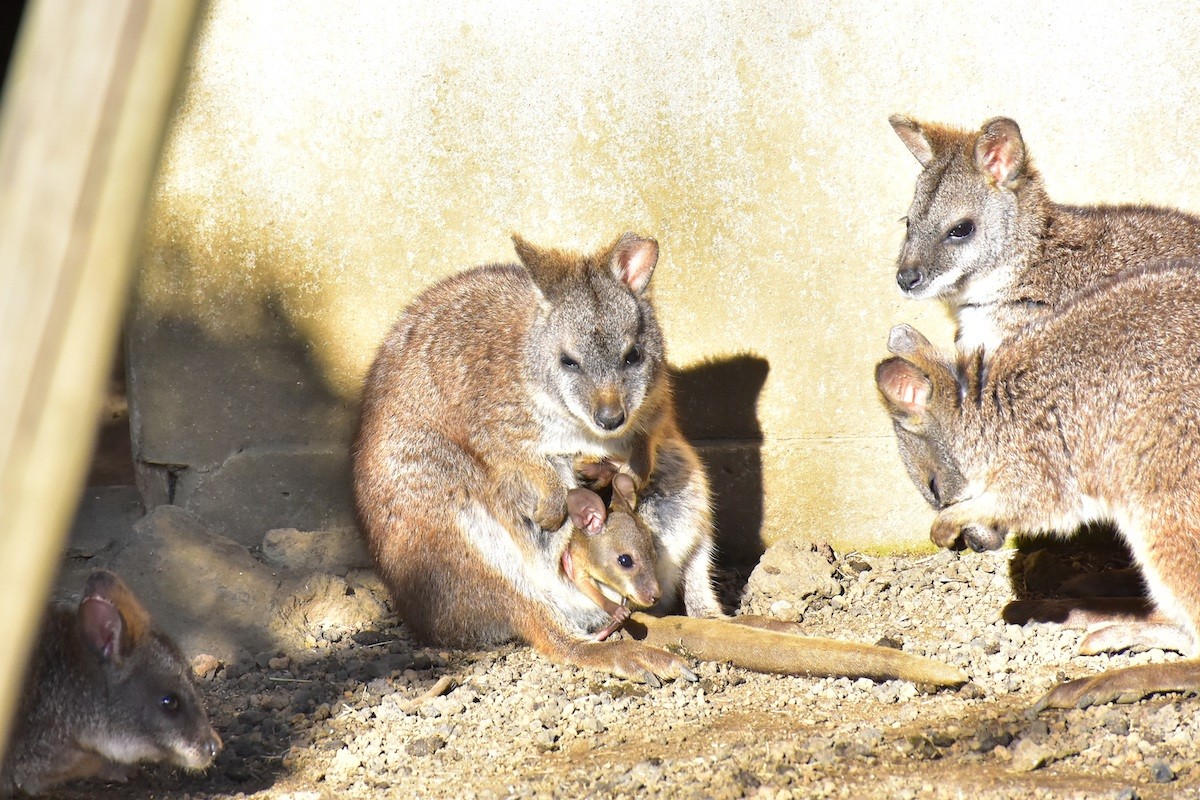 20220322_伊豆シャボテン動物公園