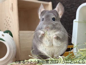 20220414＿「まるっと小動物展 2022」