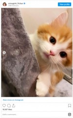 峯岸みなみの愛猫“鮭茶漬けくん”　※「峯岸みなみ」インスタグラム