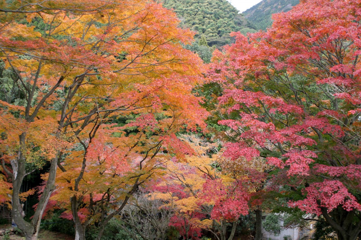 一碧湖＆丸山公園の紅葉2022