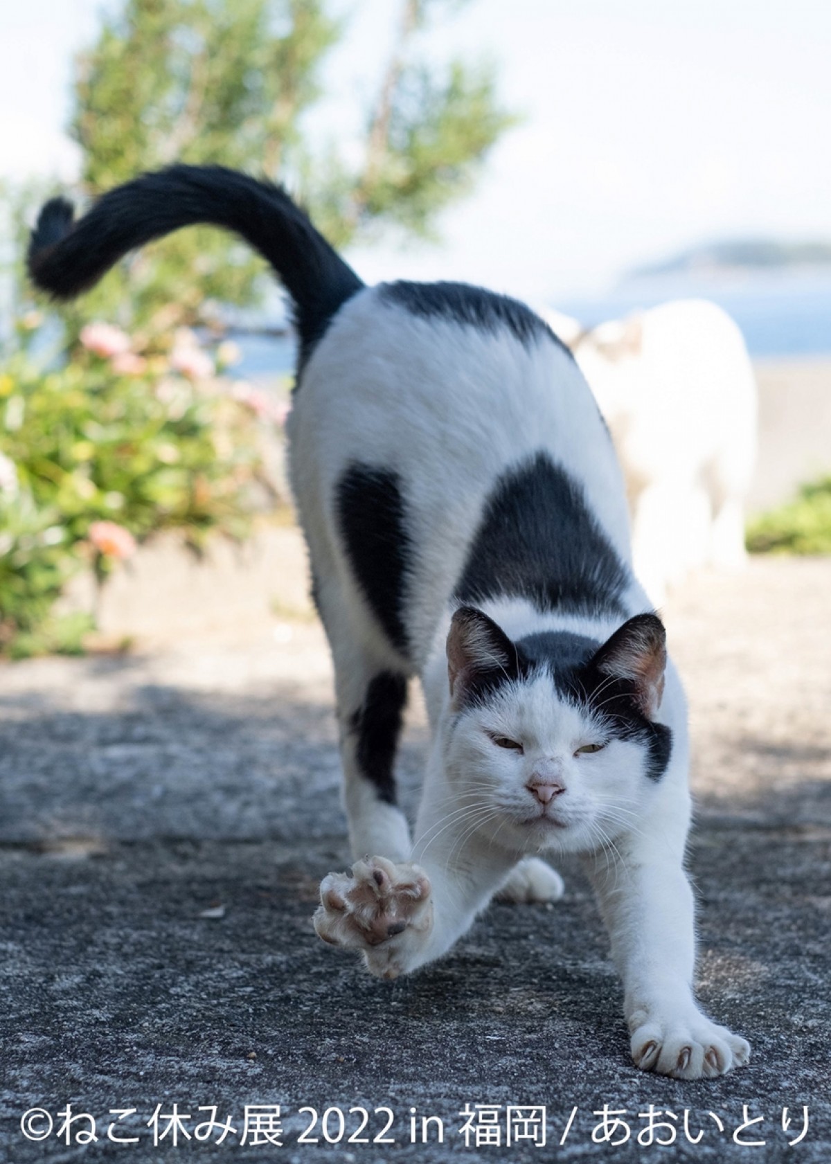 「ねこ休み展」新作展が福岡に上陸！