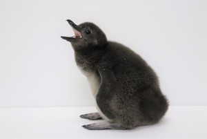 すみだ水族館、ペンギンの赤ちゃん、さらに2羽が仲間入り