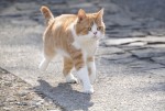 映画『耳をすませば』猫のムーン場面写真