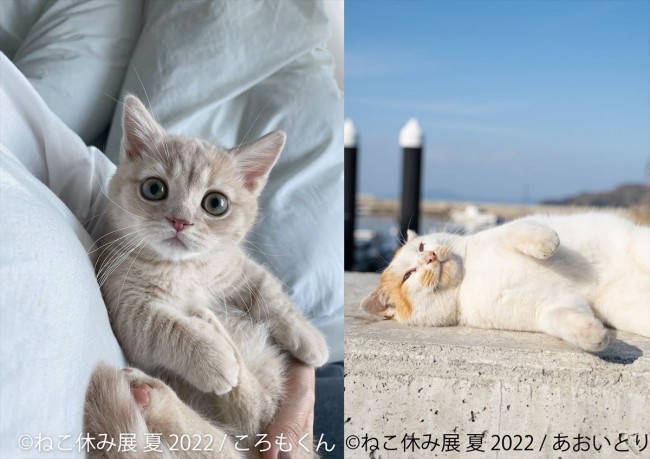 「ねこ休み展」“夏の本祭”開催へ！　リアルすぎる“羊毛フェルト猫”展示＆販売も