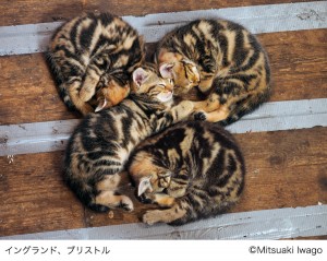 岩合光昭写真展 「こねこ」