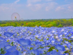 “一度は行ってみたい花絶景ランキング”発表！　1位は圧巻の藤棚が満喫できるスポット