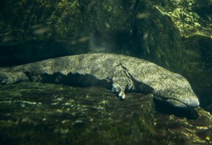 京都水族館「夜のすいぞくかん」4．2から開催！