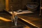 映画『耳をすませば』猫のムーン場面写真