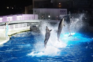 京都水族館「夜のすいぞくかん」4．2から開催！