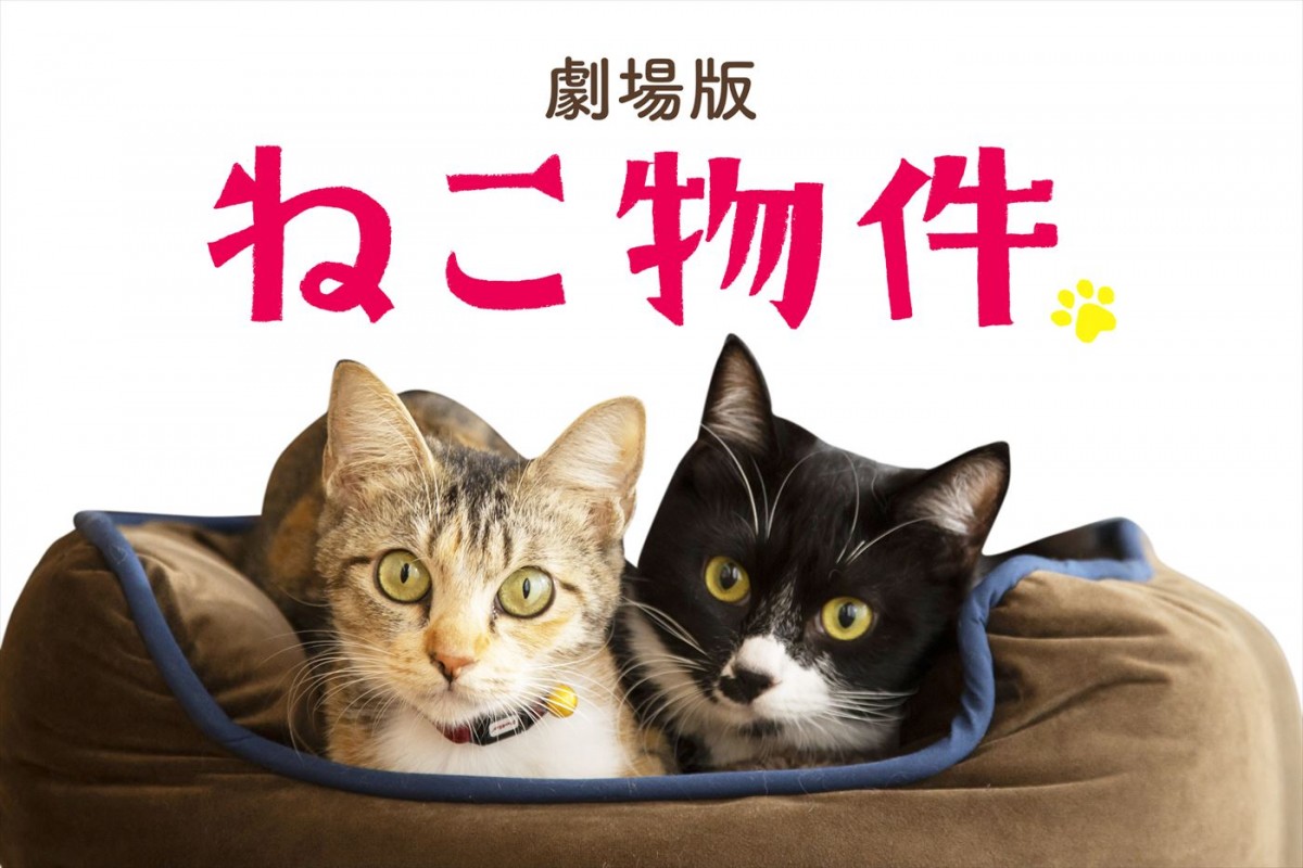 古川雄輝主演ドラマ『ねこ物件』が映画化、8月公開決定＆愛くるしいねこ満載の超特報解禁