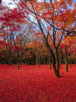 千代田区の「秋の紅葉スポット」6選