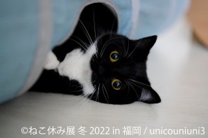 福岡「ねこ休み展」20221117