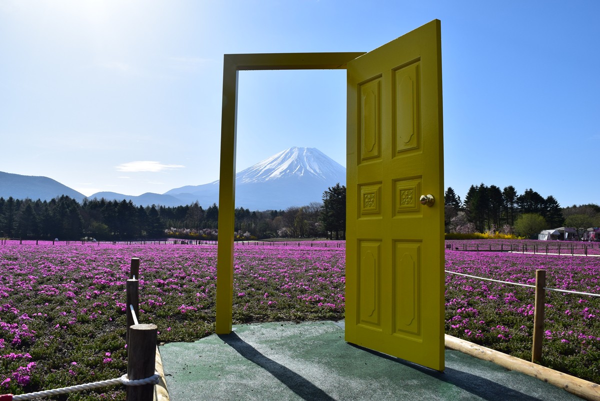 20230408「2023富士芝桜まつり」続