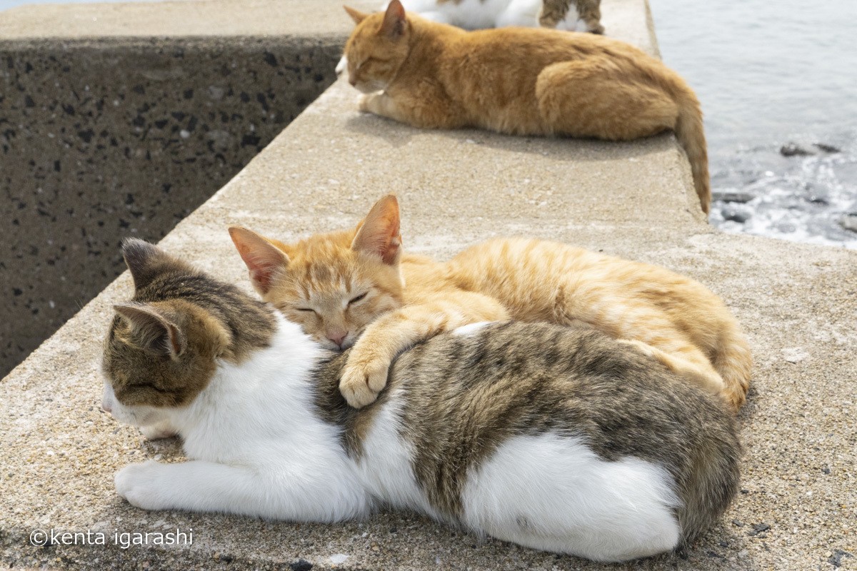 230413_飛び猫写真展