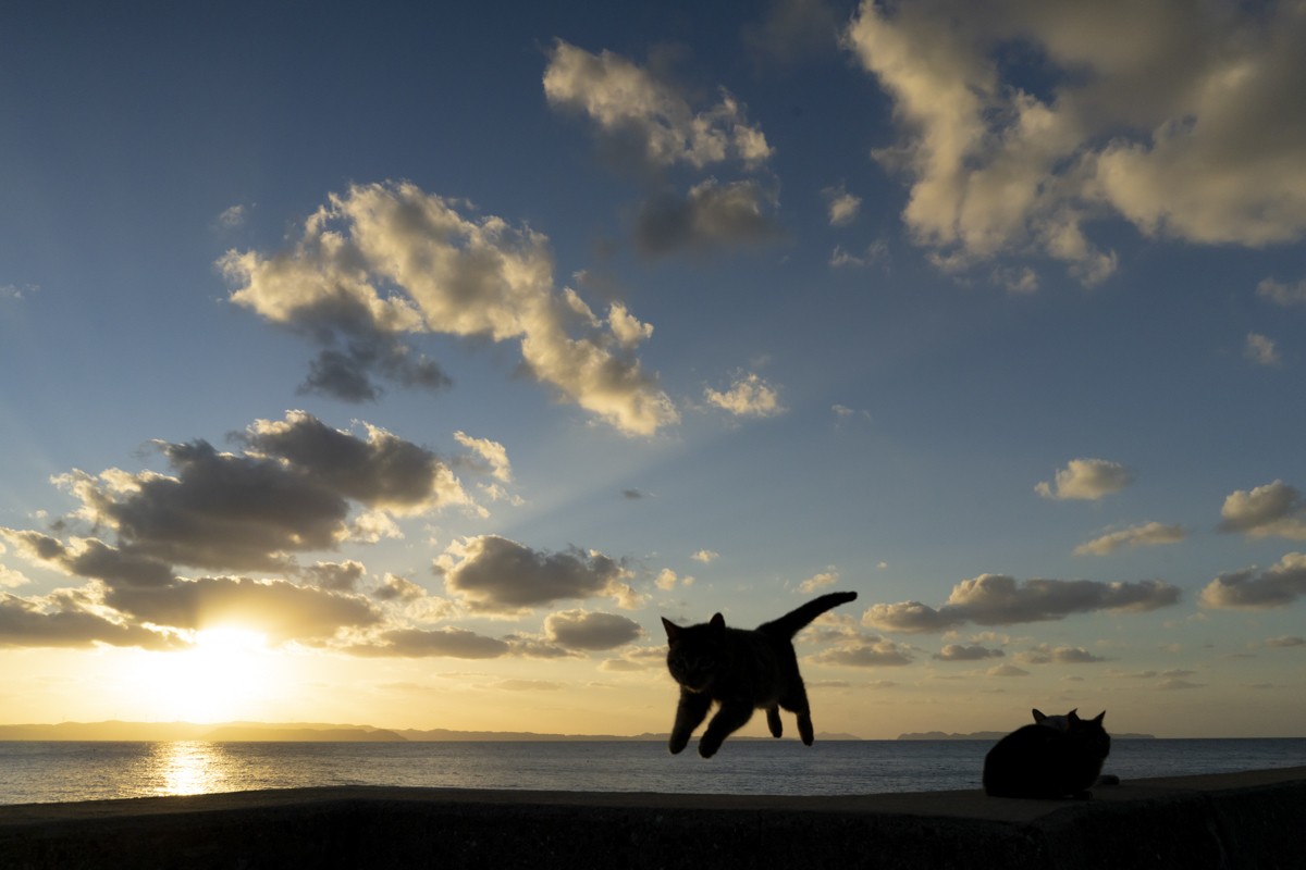 230413_飛び猫写真展