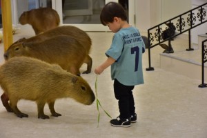 屋内型ふれあい動物園「アニタッチ」　20230515