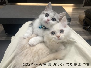 230621_ねこ休み展