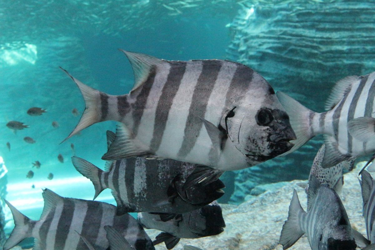 20230607_あつまれ どうぶつの森 × 上越市立水族博物館 うみがたり 海の生きもの ふれあい展