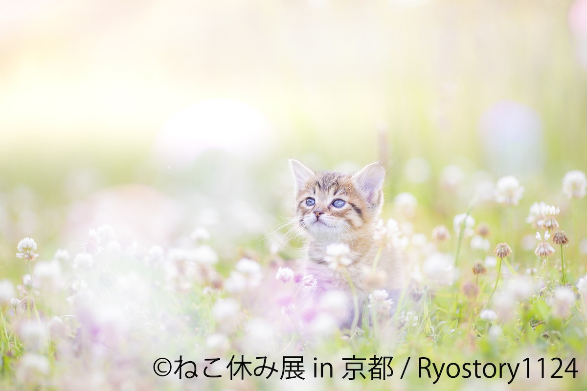 230913_ねこ休み展 in 京都