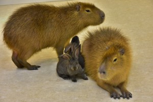 屋内型ふれあい動物園「アニタッチ」　20230515