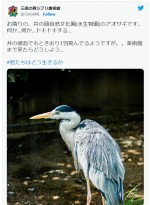 【写真】ジブリ美術館、「君生き」実写版すぎるアオサギを公開