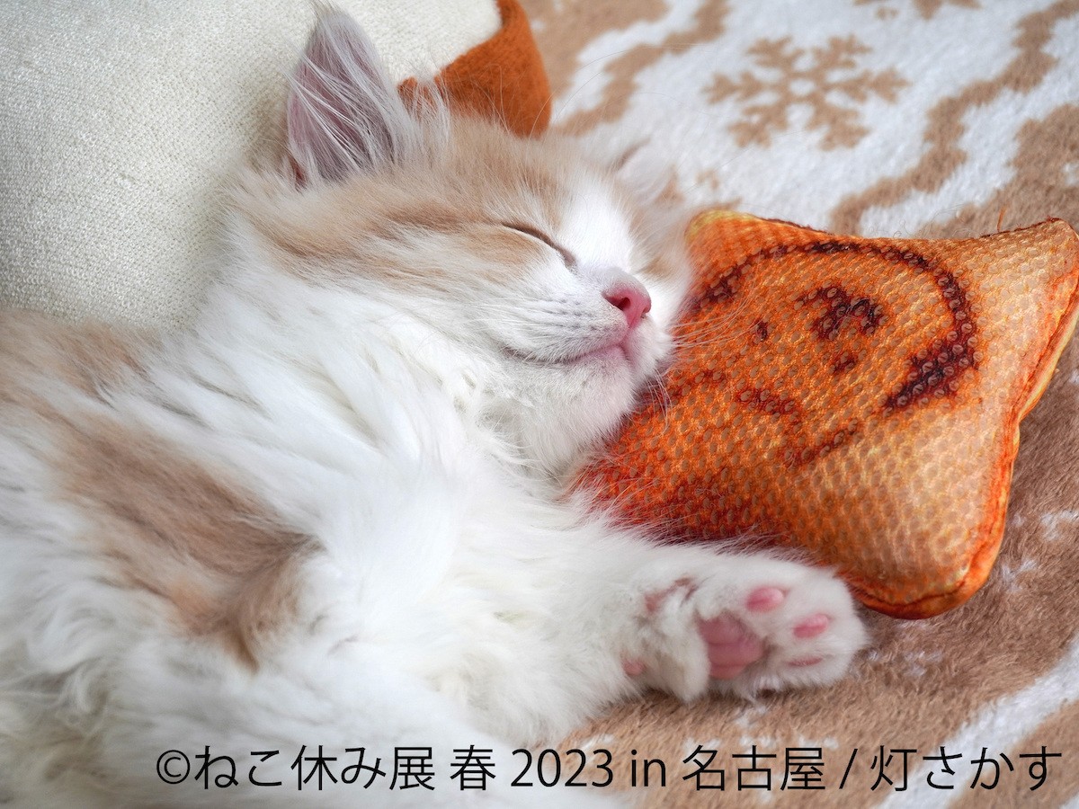 230410_ねこ休み展