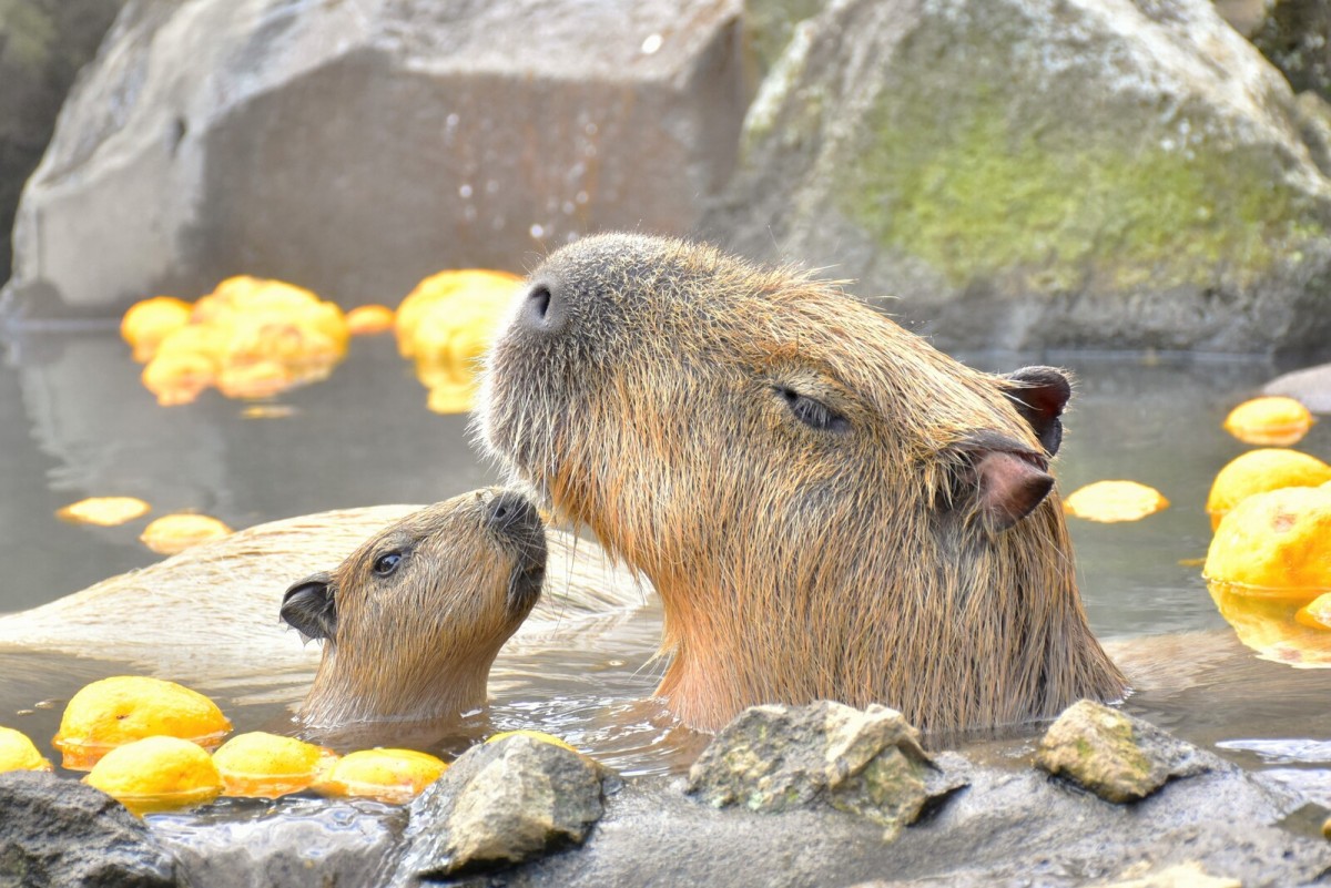 伊豆シャボテン動物公園_カピバラのゆず湯2023