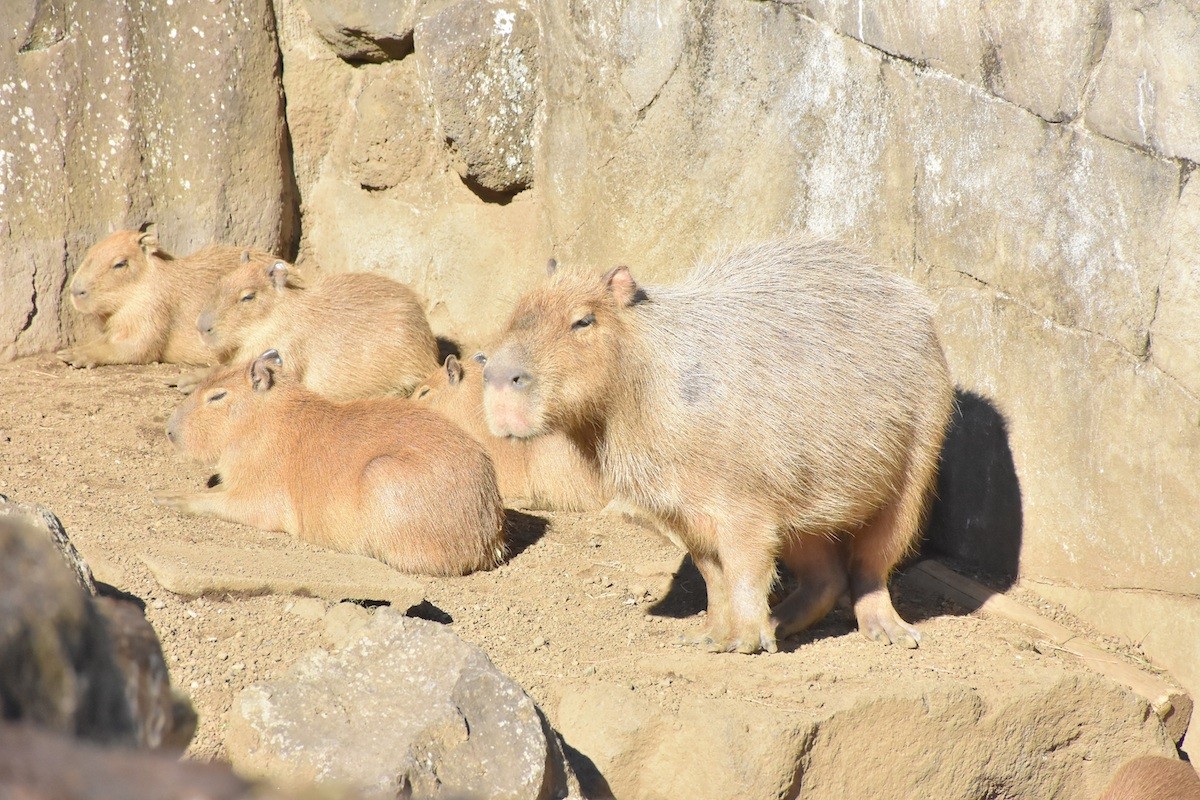 230106_伊豆シャボテン動物公園