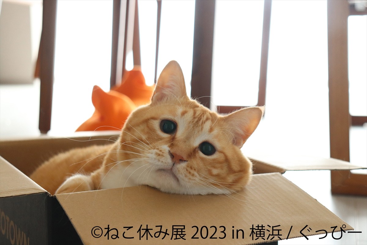 20230119_「ねこ休み展 2023 in 横浜」