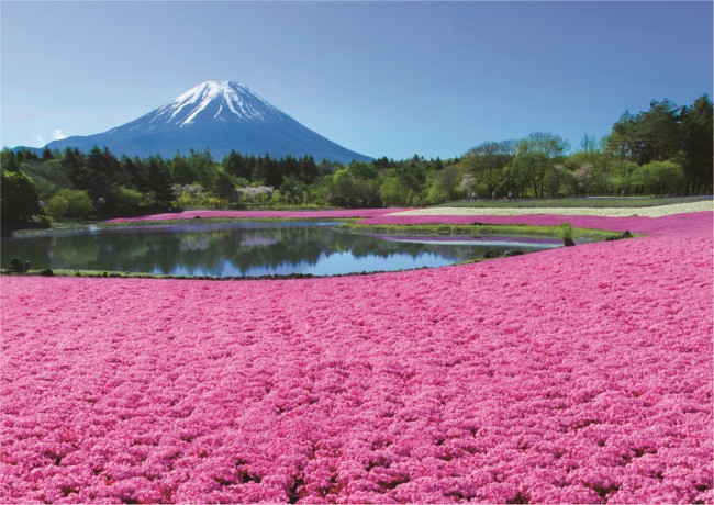 山梨で「2023富士芝桜まつり」開催へ！　関東最大級となる約50万株の芝桜と富士山を満喫