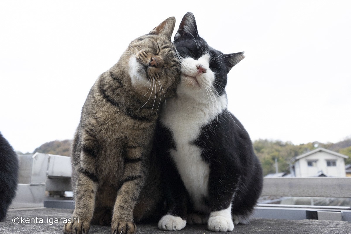 230413_飛び猫写真展