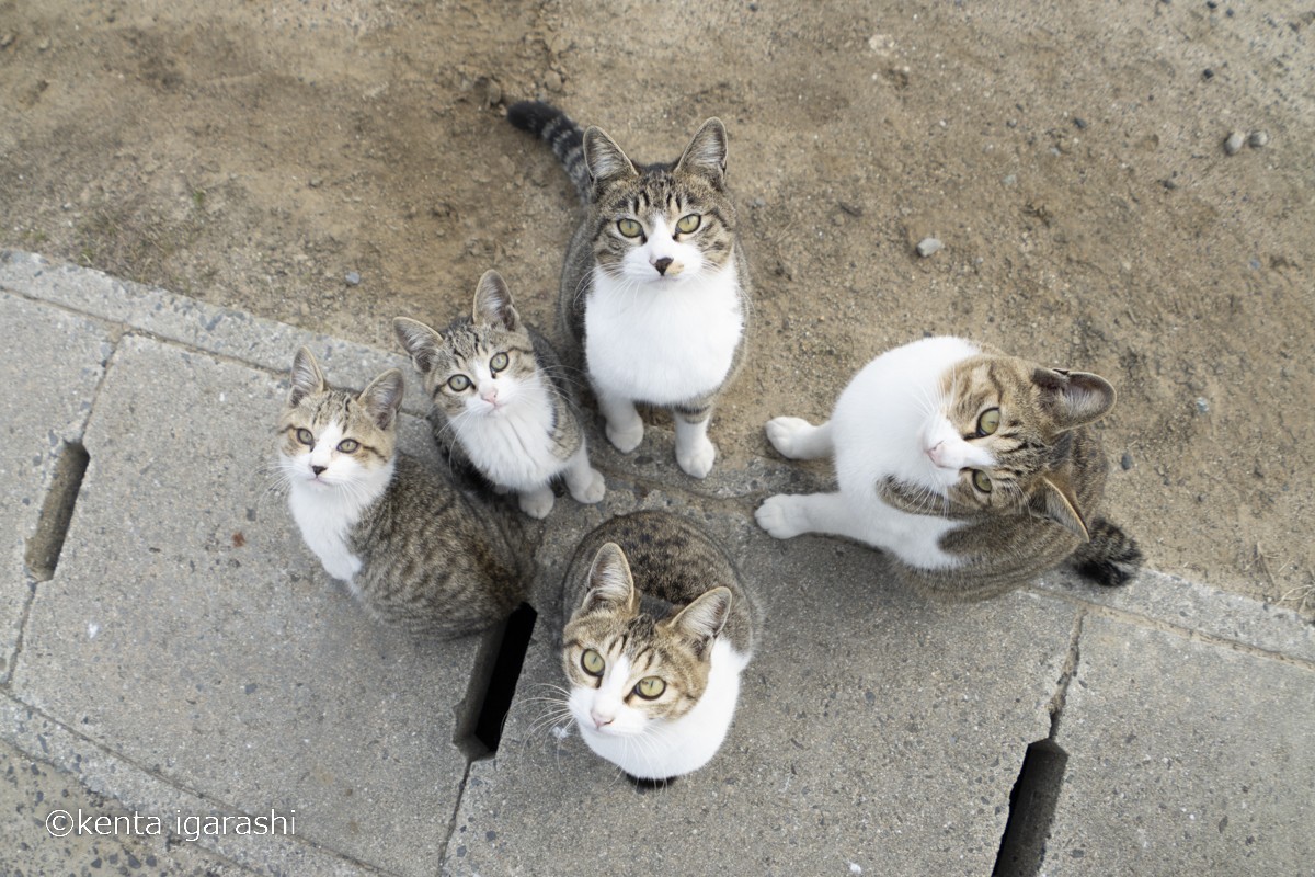 230413_飛び猫写真展