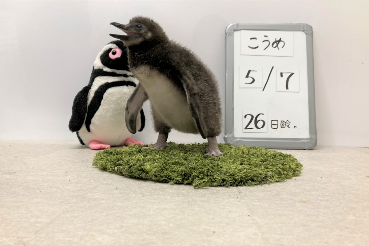 20230515　すみだ水族館　ペンギンの赤ちゃん