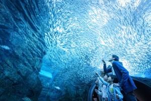 20230607_あつまれ どうぶつの森 × 上越市立水族博物館 うみがたり 海の生きもの ふれあい展