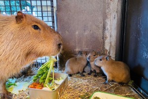 伊豆シャボテン動物公園で冬のベビーラッシュ！　カピバラの赤ちゃんはお風呂デビューも