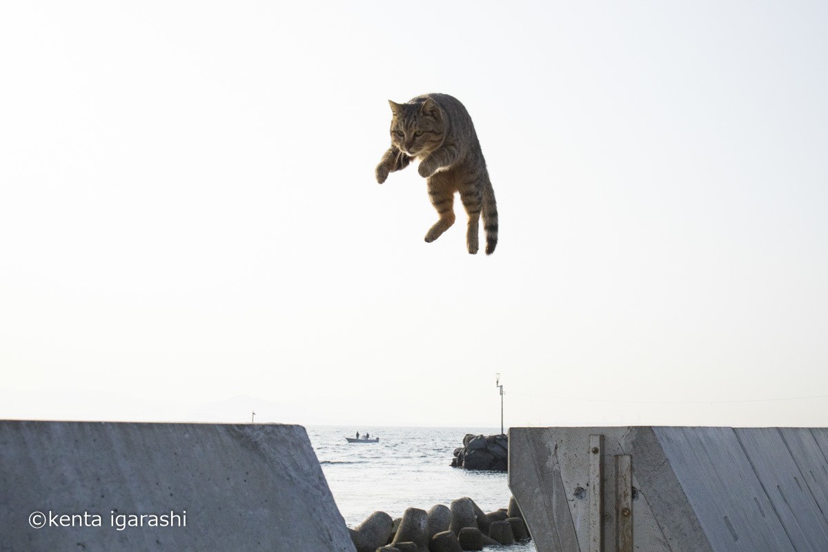 230413_飛び猫写真展