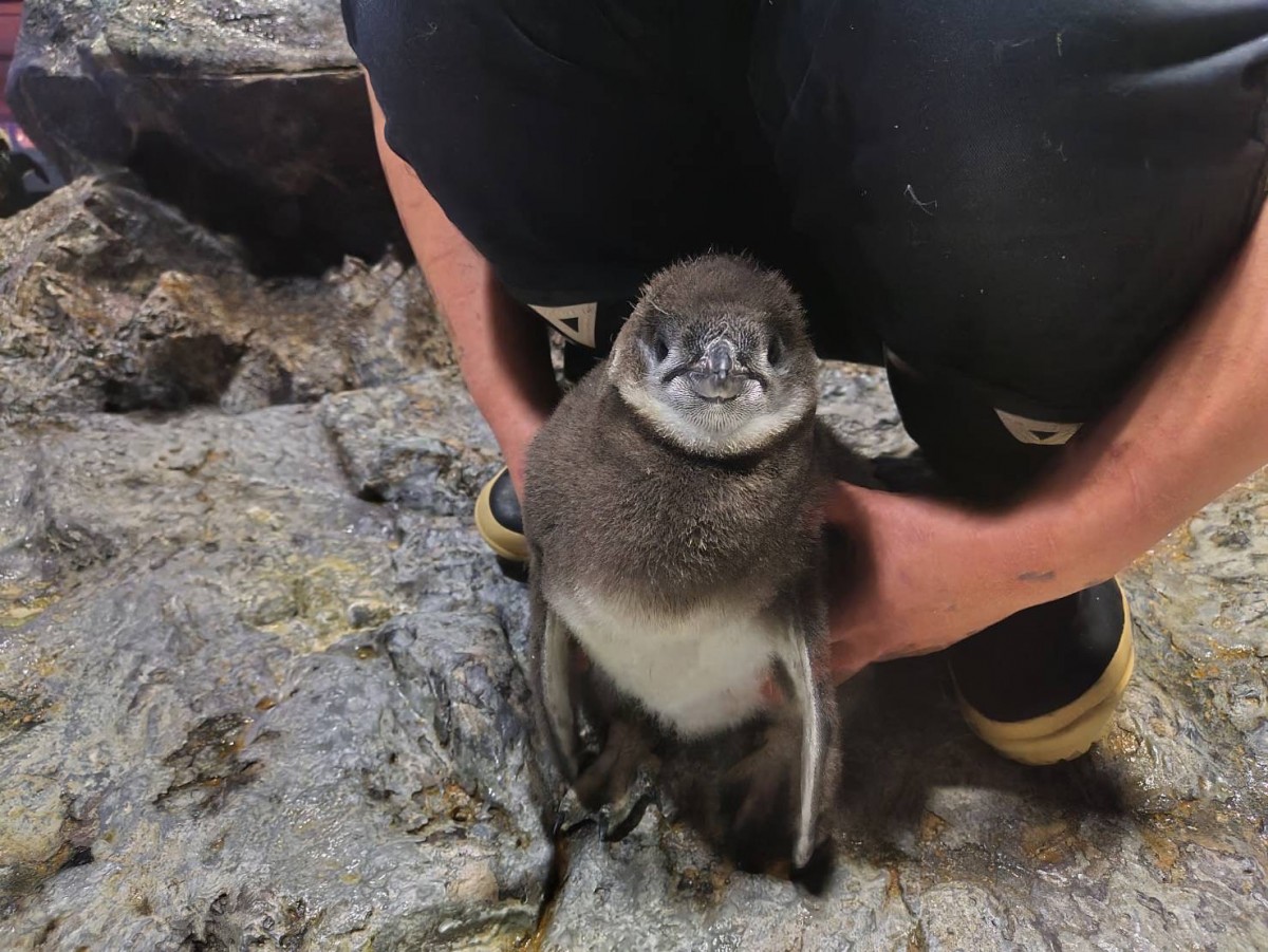 20230515　すみだ水族館　ペンギンの赤ちゃん