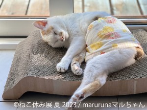 230621_ねこ休み展