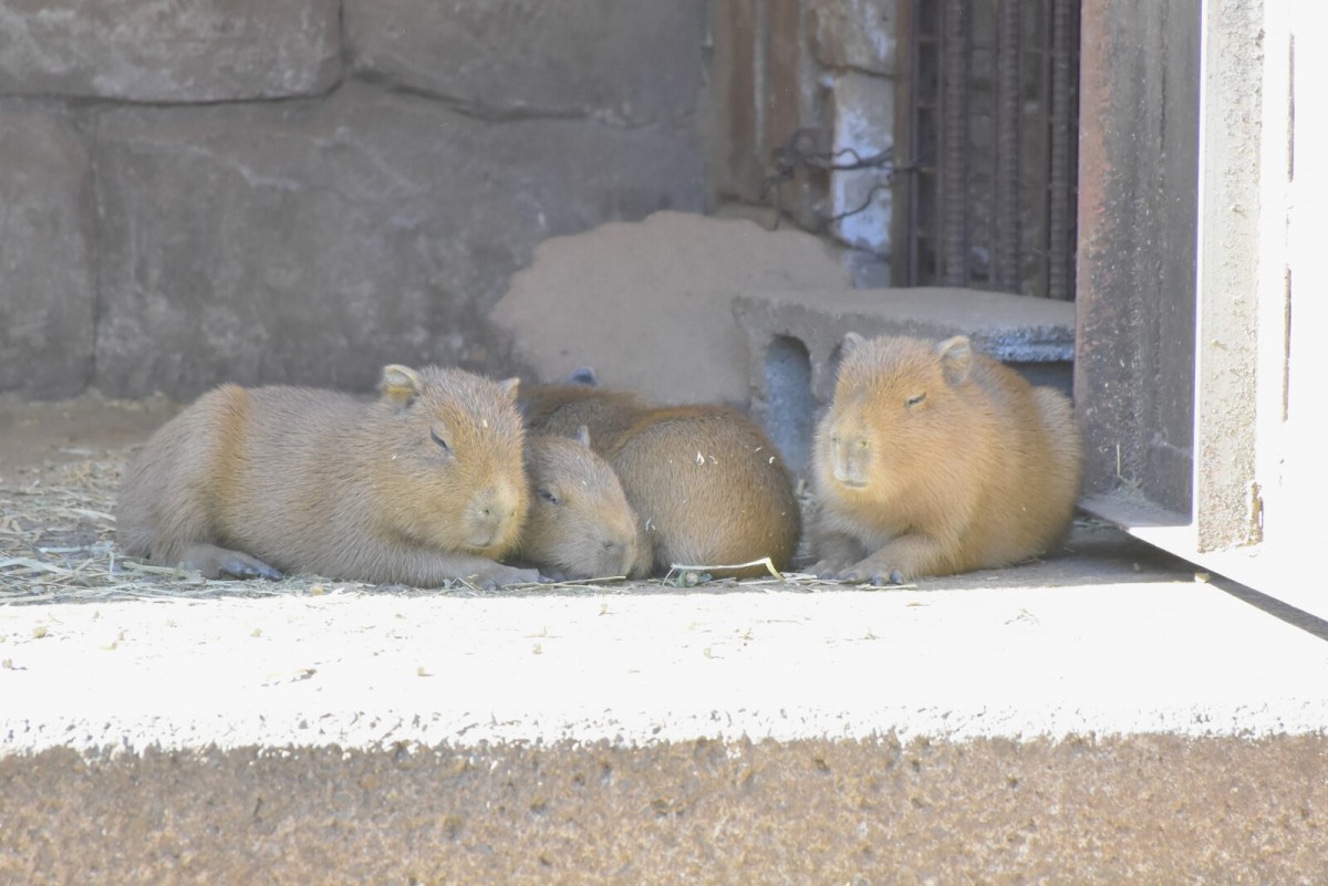 伊豆シャボテン動物公園_カピバラのゆず湯2023