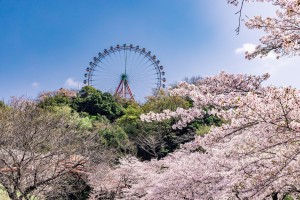 さがみ湖リゾート「桜まつり」開催！　絶叫しながら楽しめる“お花見アトラクション”も