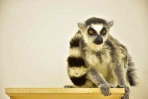 ららぽーと名古屋に“屋内型ふれあい動物園”誕生へ！　カピバラの猫足風呂など愛らしい展示が登場